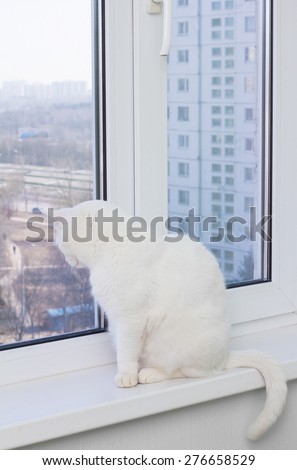 white cat with blue eyes sitting on the window sill, looking out the window and wants the street