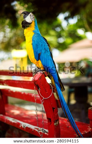 A poll macaw colorful parrot is sitting on a bench with chain on its foot and singing at a summer park background.