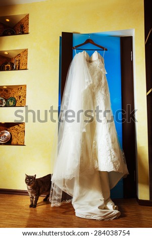 Glamour wedding dress is hanging on a blue door at modern interior background with a curious cat standing near.