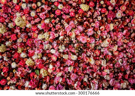 Closeup image of beautiful flowers wall background with amazing red and white roses.