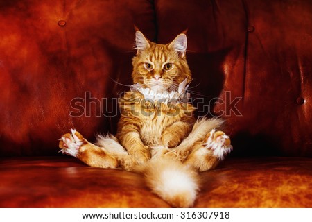 Big fat funny Persian cat is sitting in strange funny pose at sofa background with wedding garter on neck.