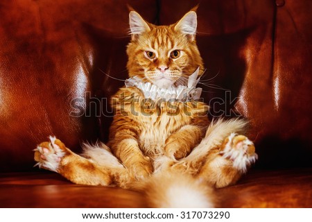 Big fat funny Persian cat is sitting in strange funny pose at sofa background with wedding garter on neck.