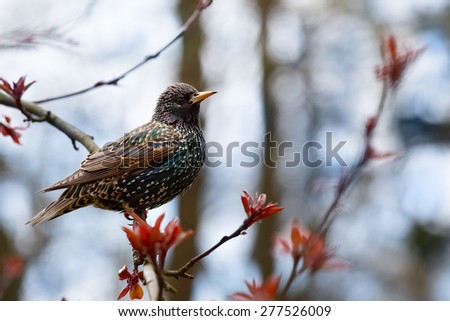 In the picture is common Starling (lat. Sturnus vulgaris) sitting on a branch of apple.