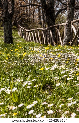 Blossomed wild flowers near a wooden fence