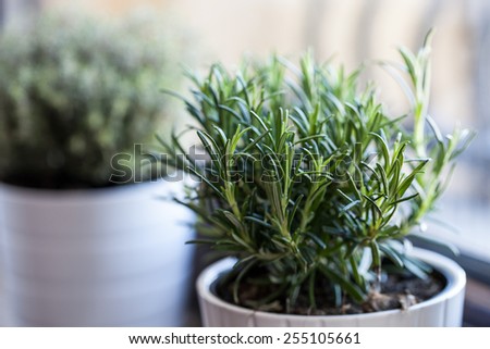 Rosemary in white pot with other white pot herb as background