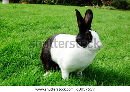 Close up picture of a black and white rabbit.
