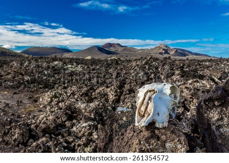 A skull of a goat on the frozen lava of Lanzarote, Canary Islands, Spain