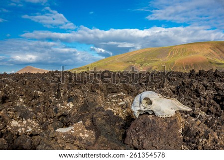 A skull of a goat on the frozen lava of Lanzarote, Canary Islands, Spain