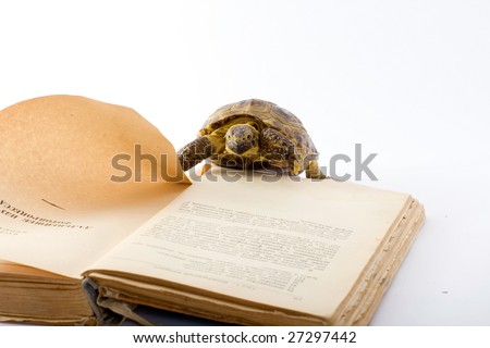The turtle thumbs through the book, turns pages