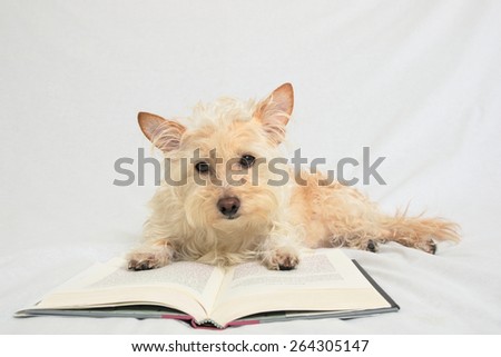 Terrier with paws on open book looking down at book
