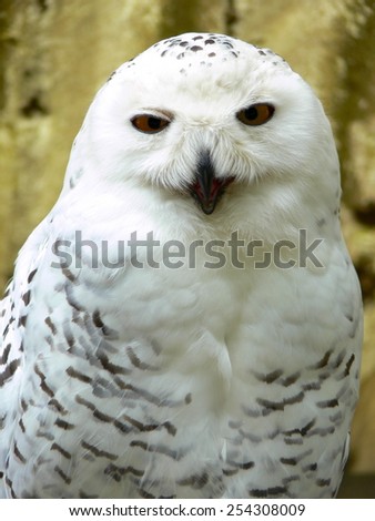 Portrait: Snow Owl