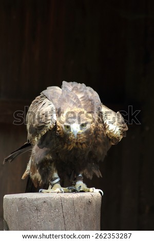 The golden eagle was exterminated in many areas of Europe beginning of 20 Jhd. how many other bird of prey kinds on the basis of hunting and nest looting as much as possible.