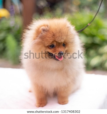Beautiful orange dog - pomeranian Spitz. Puppy pomeranian dog cute pet happy smile playing in nature
