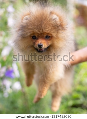 Beautiful orange dog - pomeranian Spitz. Puppy pomeranian dog cute pet happy smile playing in nature on in flowers