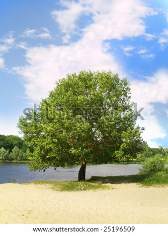A tree by the river