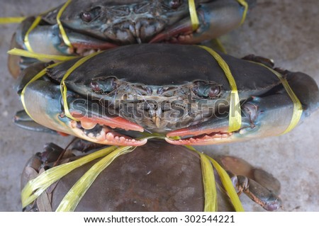 Mud sea crab tied with rope