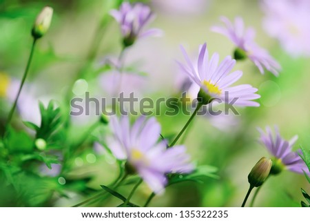 Purple chrysanthemum