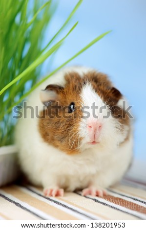 Young Guinea Pig with Grass