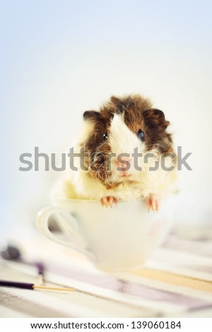 Delicate Background - Young Guinea Pig in Cup, no Focus