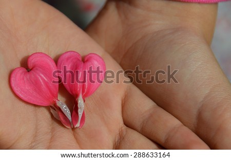 Heart shaped flowers on a hand. Concept of love and warm feelings. Valentine\'s day or Mother\'s Day greeting card or banner image. Two hearts together. Lamprocapnos spectabilis. Selective focus.