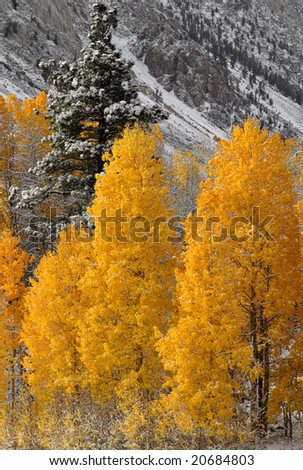Aspen trees, fall color and snow near Bishop California