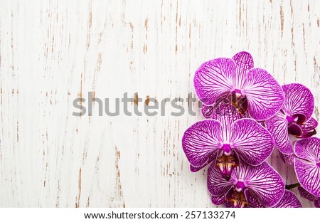 Orchids flowers on a old white wooden background
