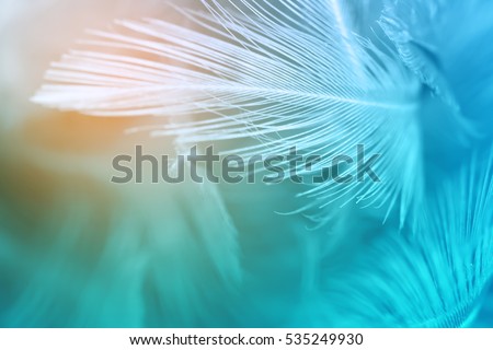 Green turquoise and blue color trends chicken feather texture background,Light orange