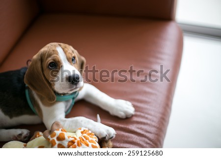 The Puppy Beagle sit on the sofa and waiting for the yummy snack.
