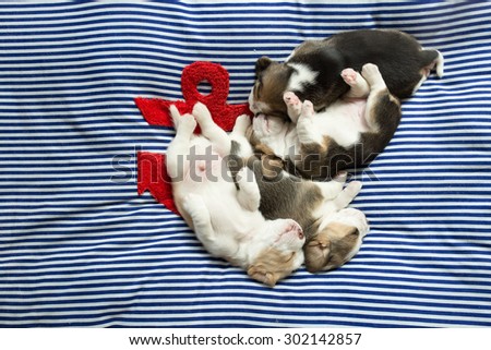 A group of adorable Beagle Puppies take a nap together on the comfy bed