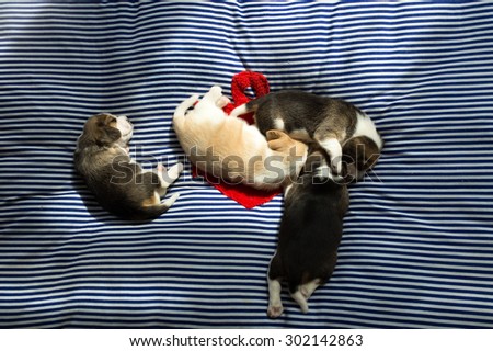A group of adorable Beagle Puppies take a nap on the comfy bed in the afternoon (The sunlight from the window)