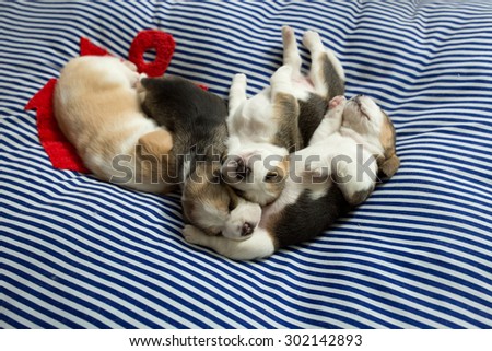 A group of adorable Beagle Puppies take a nap together on the comfy bed (Soft Focus)