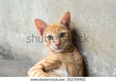 Yellow Street Cat looks at the camera with the curious eyes