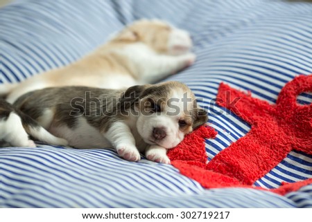 Puppy Beagle\'s sleeping on the comfy bed with the curious eyes (Soft Focus)