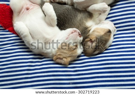 Beagle Puppies sleep together on the bed (Soft Focus)