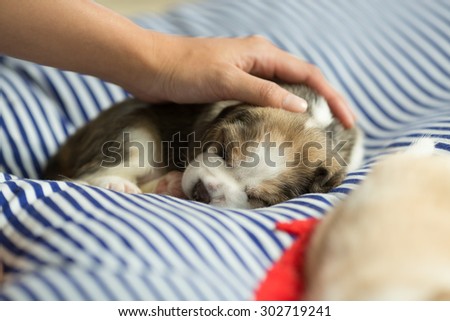 Human pet the Sleepy Puppy Beagle with the soft hand (Focus on the Puppy Beagle eyes)