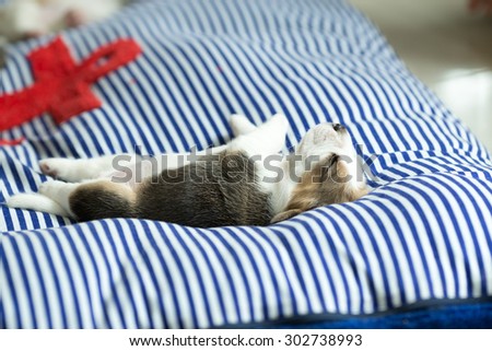 Cutie Puppy Beagle\'s sleeping on the bed at the afternoon time with the comfy pose (Soft Focus)