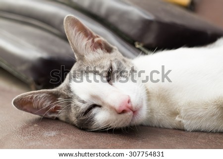 White Kitty take a nap with the comfy face