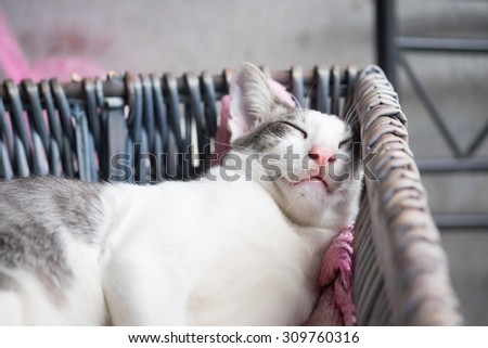 Fat Lazy Cat\'s sleeping in the basket with the comfy pose (Selective Focus Point)