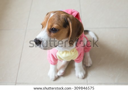 Adorable Puppy Beagle in the Dinosour Suit\'s looking out of the window with the innocent eyes (Light from the window)