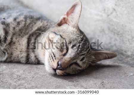 Thai Cat\'s sleeping on the ground with the comfy face in the afternoon time (Selective Focus Point)