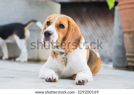 Adorable Beagle\'s laying down on the floor with the curious face (Selective Focus Point)