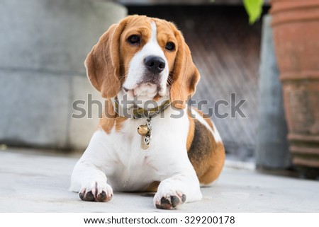 Adorable Beagle\'s laying down on the floor with the curious face (Selective Focus Point)