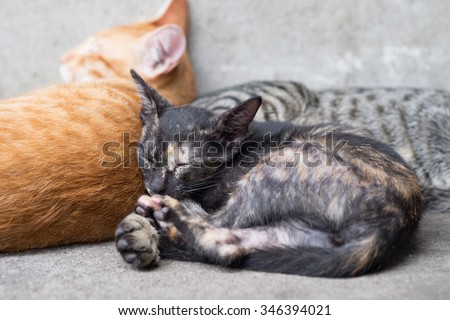 A group of Thai Street Cats are laying down together at the afternoon time (Selective Focus Point)