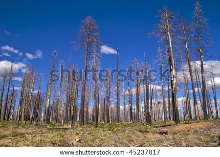Burnt trees against blue sky, Kaibab National Forest, near Grand Canyon National Park, North Rim