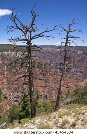 Two dead trees with sweeping views of the north rim of the Grand Canyon in the background, Bright Angel Area