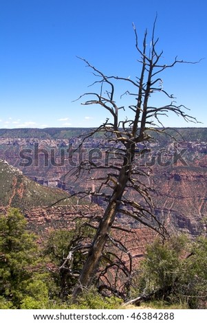 Dead tree with sweeping views of the north rim of the Grand Canyon in the background, Bright Angel Area