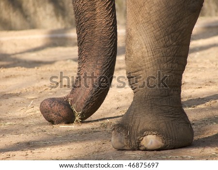 Elephant foot and trunk
