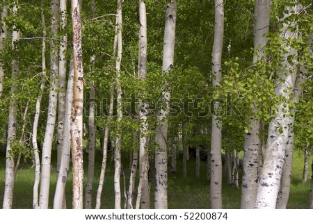 Birch trees in Dixie National Forest along National Scenic Byway 12, between Capitol Reef and Bryce Canyon National Park, Utah\'s first All-American road.