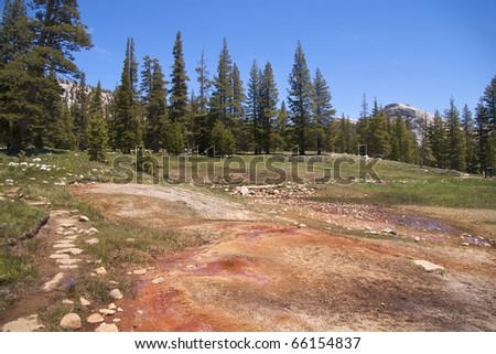 Pine trees at Soda Springs, where naturally carbonated cold water bubbles out of the ground, Yosemite National Park, CA