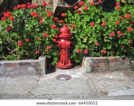 Red fire hydrant against a bed of red geraniums on Alcatraz Island, San Francisco